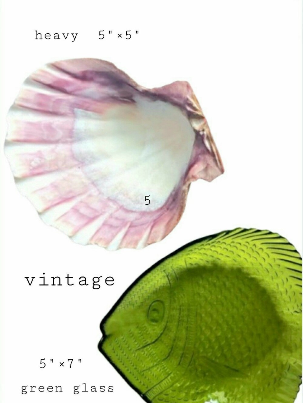 Fish Bowl And Scallop Shell